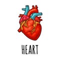 Human anatomy heart. Vector black vintage engraving illustration Royalty Free Stock Photo