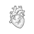 Human anatomy heart. Vector black vintage engraving illustration Royalty Free Stock Photo