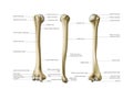 Human anatomy. Humerus and forearm on a white background. Vector