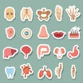 Human anatomy icons