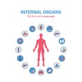 Human anatomy icons. Vector internal organs pictogram set.