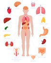 Human anatomy infographic. Anatomical internal organs names and location, kidneys, heart and brain vector illustrations Royalty Free Stock Photo