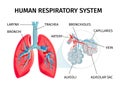 Human Anatomy Infographic Chart