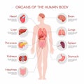 Human anatomy infographic elements Royalty Free Stock Photo