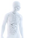 Human anatomy. Isolated, contains clipping path Royalty Free Stock Photo