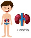 A Human Anatomy of Kidneys