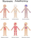 Human anatomy