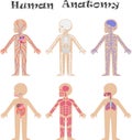 Human anatomy for kids