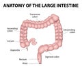 Human Anatomy. Large Intestine Royalty Free Stock Photo