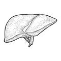 Human anatomy liver. Vector black vintage engraving illustration