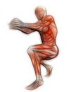 Human Anatomy -Male Muscles Royalty Free Stock Photo