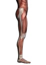 Human Anatomy - Male Muscles Royalty Free Stock Photo