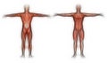 Human Anatomy - Male Muscles Royalty Free Stock Photo