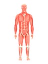 Human anatomy of male muscular system - anterior view - full body. Medical education chart for educational poster Royalty Free Stock Photo