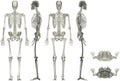 Human Anatomy Male Skeleton Multiple Angles