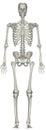 Human Anatomy Male Skeletal System From Front