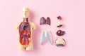 Human anatomy mannequin with internal organs on a pink background top view