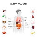 Human anatomy. Medical poster