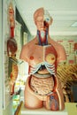 Human anatomy model in a biology class