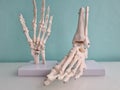 Human anatomy model of hands, wrists and foot Royalty Free Stock Photo