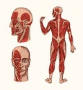 Human anatomy. Muscular and bone system of the head. Medical Vector illustration for science, medicine and biology. Male Royalty Free Stock Photo