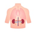 human anatomy organ kidney position in body lung heart transparent white isolated background flat style Royalty Free Stock Photo