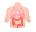 human anatomy organ large intestine position in body lung heart transparent white isolated background flat style Royalty Free Stock Photo