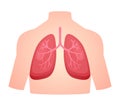 human anatomy organ lung pulmonary breath respiratory system white isolated background flat style