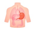 human anatomy organ stomach esophagus fundus muscularis duodenum isolated background flat style