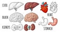 Human anatomy organs. Brain, kidney, heart, liver, stomach. Vector engraving