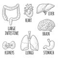 Human anatomy organs. Brain, kidney, heart, liver, stomach. Vector engraving