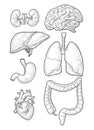 Human anatomy organs. Brain, kidney, heart, liver, stomach. Vector engraving Royalty Free Stock Photo