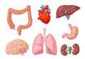 Human anatomy organs. Brain, kidney, heart, liver, stomach. Vector flat icon Royalty Free Stock Photo