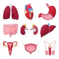 Human Anatomy Organs with Heart, Stomach and Kidneys. Medical illustration