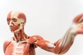 Human anatomy and physiology model in the laboratory