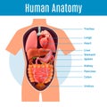 Human Anatomy Poster Royalty Free Stock Photo