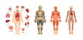 Human anatomy scheme set. Internal organ with name, circulatory arterial system, muscles, skeleton