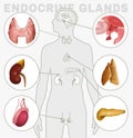 Endocrine Glands Image