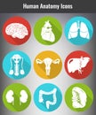 Human anatomy set. Human organs detailed vector Royalty Free Stock Photo