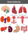 Human anatomy set. Human organs detailed vector Royalty Free Stock Photo