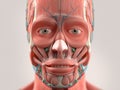 Human anatomy showing head, face, eyes.