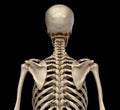 Human Anatomy, skeletal system of the Torso. Rear view Royalty Free Stock Photo