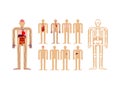 Human anatomy. Skeleton and Internal organs. Systems of man body Royalty Free Stock Photo