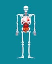 Human anatomy. Skeleton and Internal organs. Systems of man body Royalty Free Stock Photo