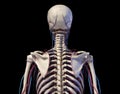 Human torso anatomy. Skeleton with veins and arteries. Back view Royalty Free Stock Photo