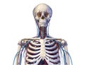 Human torso anatomy. Skeleton with veins and arteries. Front view Royalty Free Stock Photo