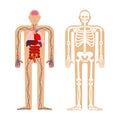 Human anatomy System. Skeleton and Internal organs. Systems of m Royalty Free Stock Photo