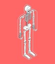 Human anatomy. Transparent body and skeleton. vector illustration