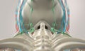 Human anatomy, unique view of spine, vertebrae and skull.