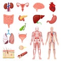 Human anatomy vector illustration set, cartoon flat anatomical medical infographic collection of internal body organs Royalty Free Stock Photo